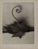 Attēlu rezultāti vaicājumam “Bryonia alba leaf”