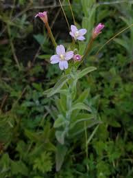Attēlu rezultāti vaicājumam “Epilobium parviflorum”