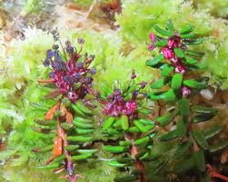 Attēlu rezultāti vaicājumam “Empetrum nigrum flower”