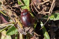 Attēlu rezultāti vaicājumam “Chrysolina staphylaea”