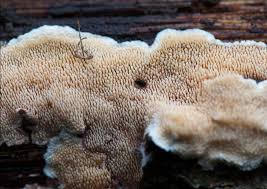 Attēlu rezultāti vaicājumam “Steccherinum bourdotii”