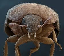 Attēlu rezultāti vaicājumam “Attagenus smirnovi”