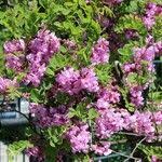 Attēlu rezultāti vaicājumam “Robinia neomexicana flower”