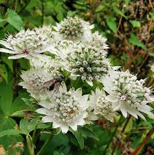 Attēlu rezultāti vaicājumam “Astrantia major fruit”