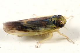 Attēlu rezultāti vaicājumam “Macrosteles sp. nymph”