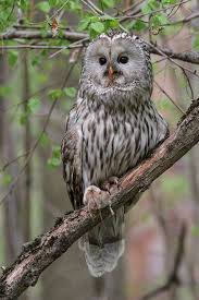 Attēlu rezultāti vaicājumam “Strix uralensis”