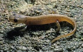 Attēlu rezultāti vaicājumam “Triturus vulgaris”