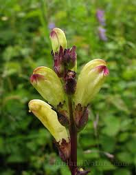 Attēlu rezultāti vaicājumam “Pedicularis sceptrum-carolinum flower”