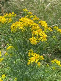 Attēlu rezultāti vaicājumam “Jacobaea vulgaris leaf”