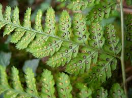 Attēlu rezultāti vaicājumam “Dryopteris dilatata”