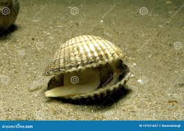 Attēlu rezultāti vaicājumam “Colloderma oculatum sessile”