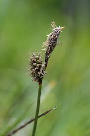 Attēlu rezultāti vaicājumam “Carex ericetorum”