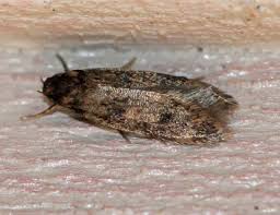 Attēlu rezultāti vaicājumam “Borkhausenia minutella”