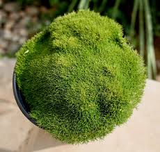 Image result for Astroturf