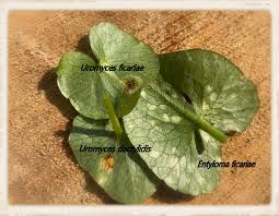 Attēlu rezultāti vaicājumam “Uromyces dactylidis”