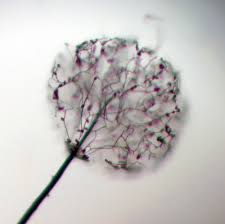 Attēlu rezultāti vaicājumam “Collaria rubens”