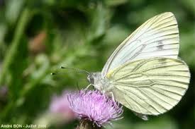 Attēlu rezultāti vaicājumam “Pieris napi male”