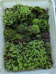 Attēlu rezultāti vaicājumam “Straminergon stramineum”