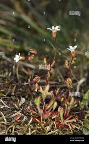 Attēlu rezultāti vaicājumam “Saxifraga tridactylites flower”