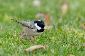 Attēlu rezultāti vaicājumam “Periparus ater”