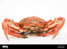 Image result for Maja brachydactyla