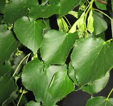 Attēlu rezultāti vaicājumam “Tilia”