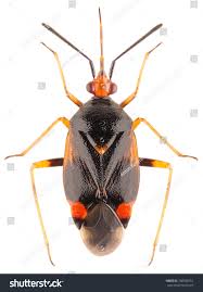 Attēlu rezultāti vaicājumam “Deraeocoris ruber”