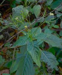 Attēlu rezultāti vaicājumam “Impatiens parviflora leaf”