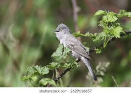 Attēlu rezultāti vaicājumam “Sylvia curruca adult”