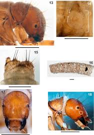 Attēlu rezultāti vaicājumam “Potamophylax”