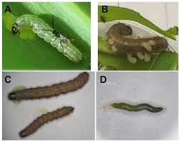Attēlu rezultāti vaicājumam “Agrotis ripae larva”