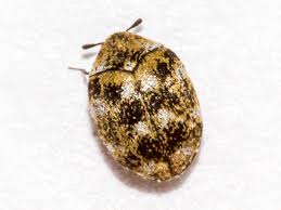 Attēlu rezultāti vaicājumam “Anthrenus verbasci”