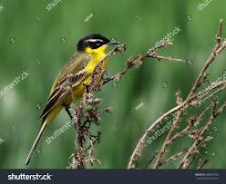 Attēlu rezultāti vaicājumam “Motacilla flava flava”