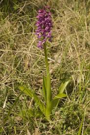 Attēlu rezultāti vaicājumam “Orchis mascula”