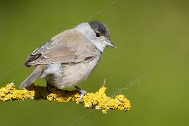 Attēlu rezultāti vaicājumam “Sylvia atricapilla”