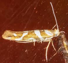 Attēlu rezultāti vaicājumam “Argyresthiidae”