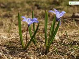 Attēlu rezultāti vaicājumam “Scilla luciliae”