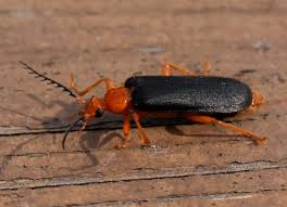 Attēlu rezultāti vaicājumam “Pyrochroidae”