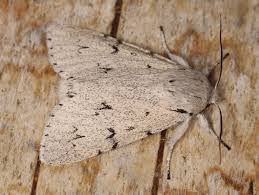 Attēlu rezultāti vaicājumam “Acronicta leporina”