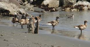 Attēlu rezultāti vaicājumam “Branta bernicla”