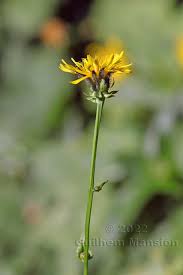 Attēlu rezultāti vaicājumam “Crepis biennis leaf”