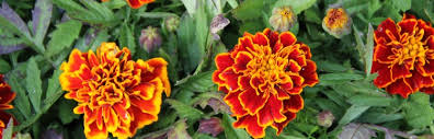 Attēlu rezultāti vaicājumam “Tagetes flower”