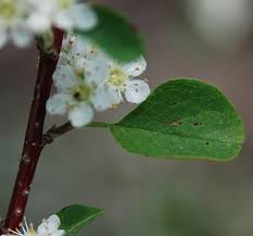 Attēlu rezultāti vaicājumam “Cotoneaster multiflorus leaf”