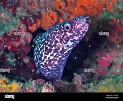 Image result for Gymnothorax moringa