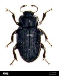 Attēlu rezultāti vaicājumam “Bolitophagus reticulatus imago”