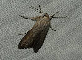 Attēlu rezultāti vaicājumam “Griselda ustomaculana”