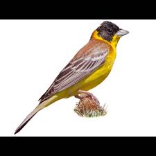 Image result for Emberiza melanocephala