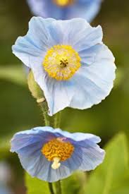 Image result for Meconopsis betonicifolia