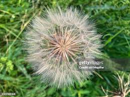 Attēlu rezultāti vaicājumam “Tragopogon pratensis subsp. pratensis fruit”