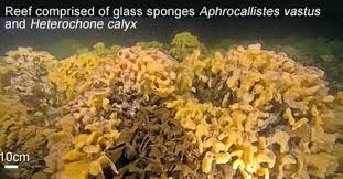 Attēlu rezultāti vaicājumam “Leiocolea heterocolpos”